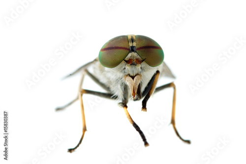 Obraz na plátně Gadfly macro