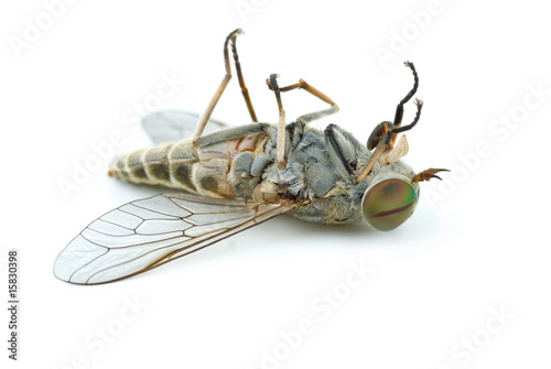 Photography Dead gadfly