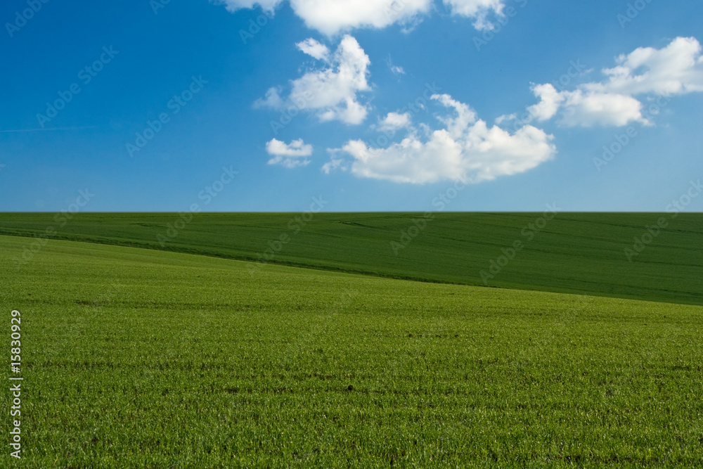 Obraz premium Field background