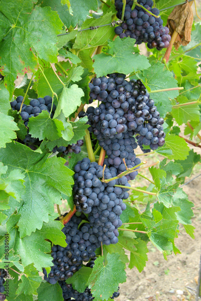 Weintraube rot - grape red 01