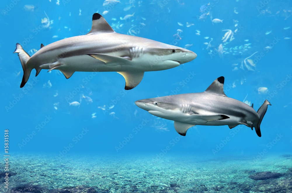Obraz premium Rekiny rafowe Blacktip pływające w wodach tropikalnych