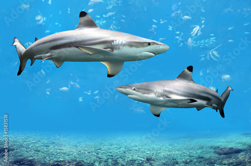 Obraz na plátně Blacktip Reef Sharks Swimming in Tropical Waters