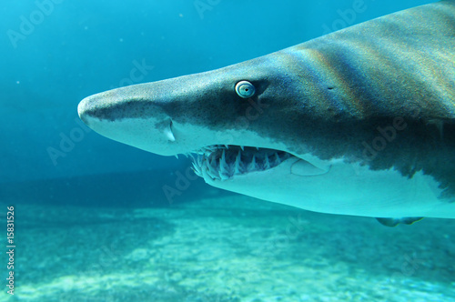 Sand Shark in Close Up View © R. Gino Santa Maria