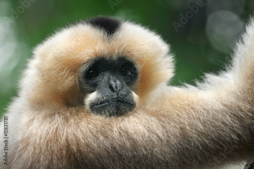 Valokuvatapetti White-Cheeked Gibbon Monkey