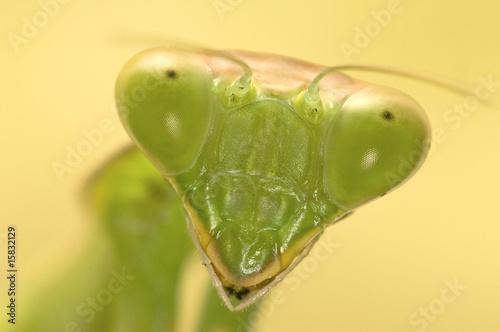 Praying mantis photo