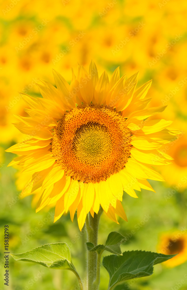 Close up of sunflower, shallow focus