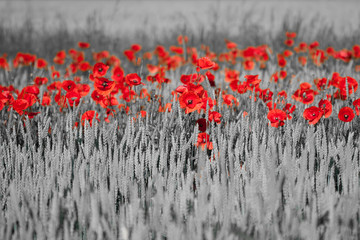 Papier peint photo Rouge, noir, blanc Coquelicots rouges en noir et blanc  © Baltazar