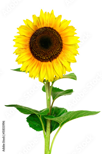 Fototapeta Naklejka Na Ścianę i Meble -  Yellow sunflower isolated on white background