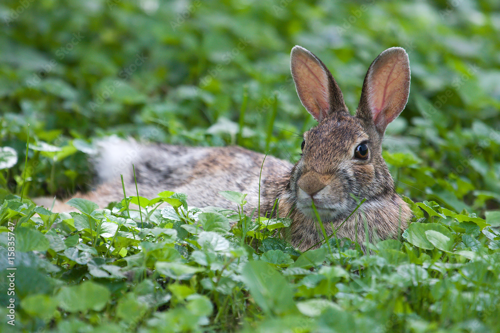 Obraz premium Jack Rabbit Resting
