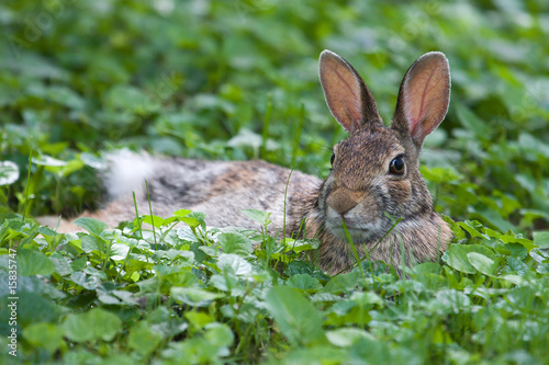 Jack Rabbit Resting © Joseph Scott