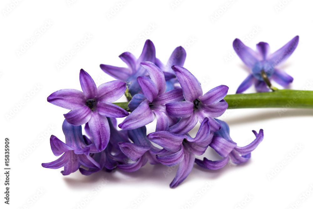 violet flowers isolated on white background violet flowers isolated on white background
