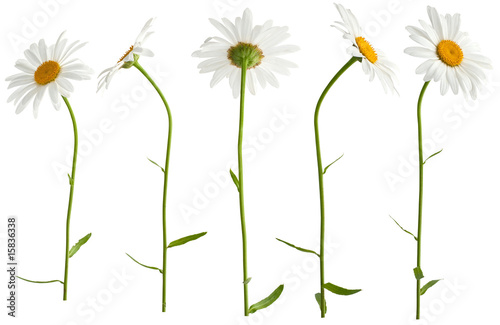 Fototapeta Naklejka Na Ścianę i Meble -  five isolated camomiles