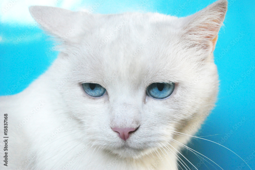 Bleu chat yeux Noms de