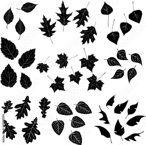 Leaf, collection for designers