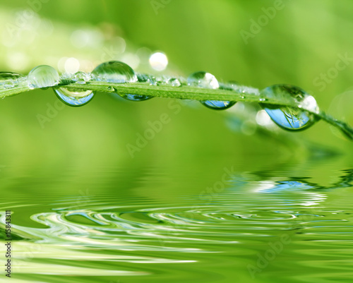 drops of dew on a grass