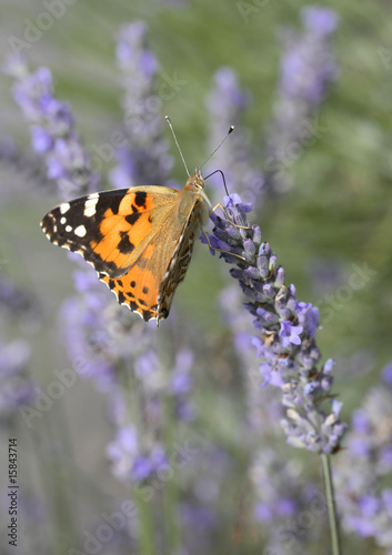 lavande et papillon © Vely