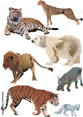 tigers and other animals