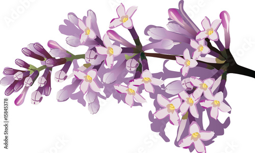 isolated lilac flower branch