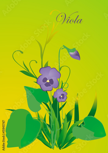viola
