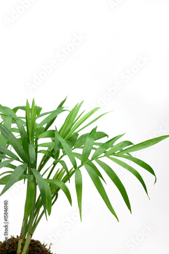 houseplant