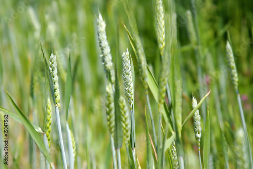Green wheat close up at spring