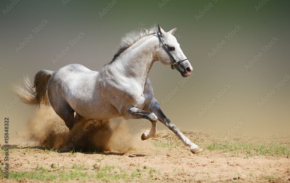 Obraz premium silver-white stallion in dust