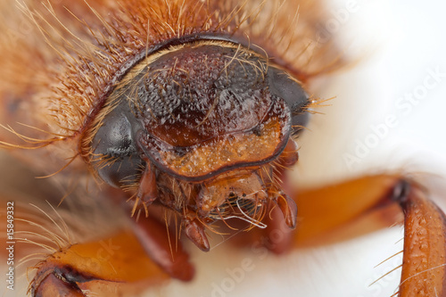 Junikäfer Amphimallon solstitiale photo