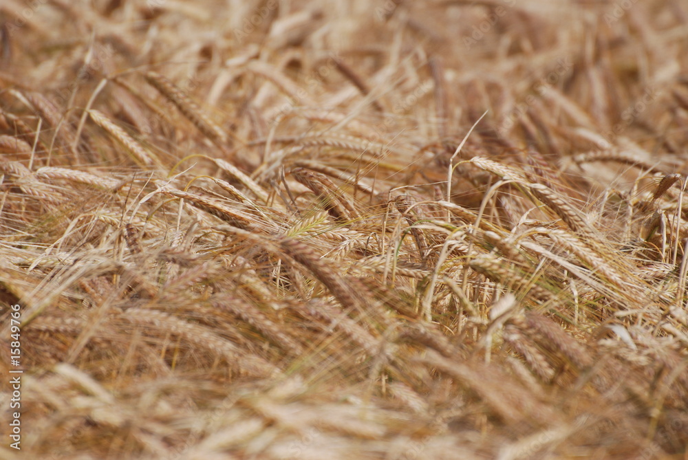 Crop close up Crop close up