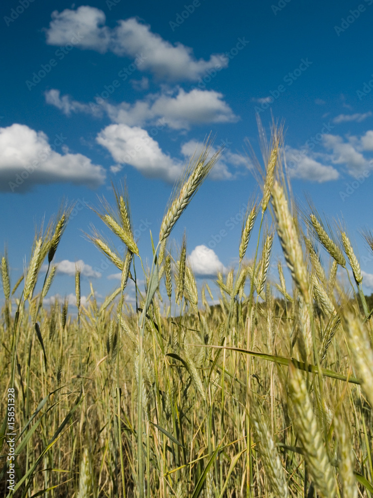 Obraz premium Field of wheat
