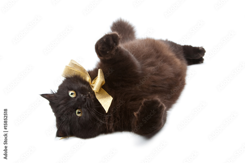 Fototapeta premium black cat wearing golden bow isolated