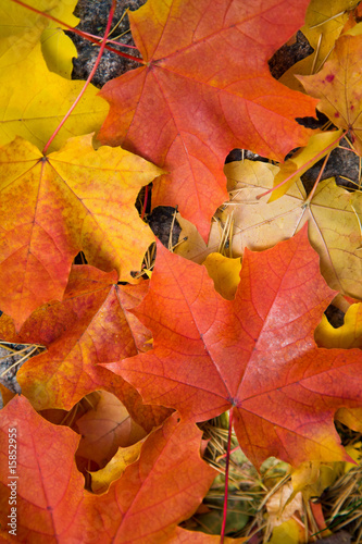 colorful maple leaves background