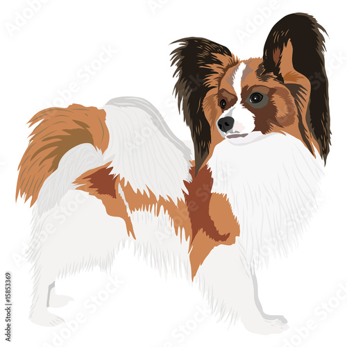 Portrait of a dog of breed papillon. Vector illustration photo