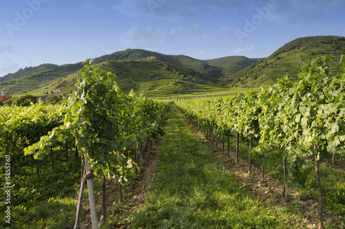 Weinberg in der Wachau