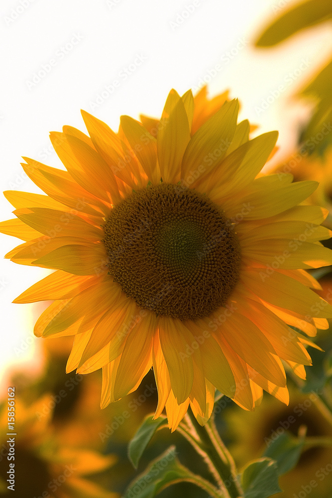 Obraz premium girasole