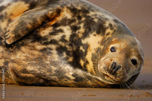 Female grey seal rests at Donna Nook