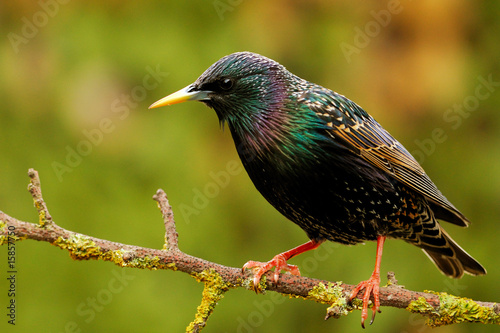 Starling on garden perch