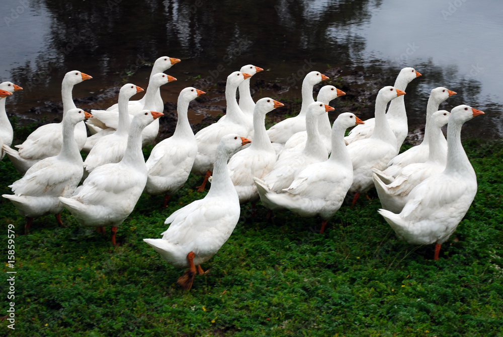 Obraz premium geese