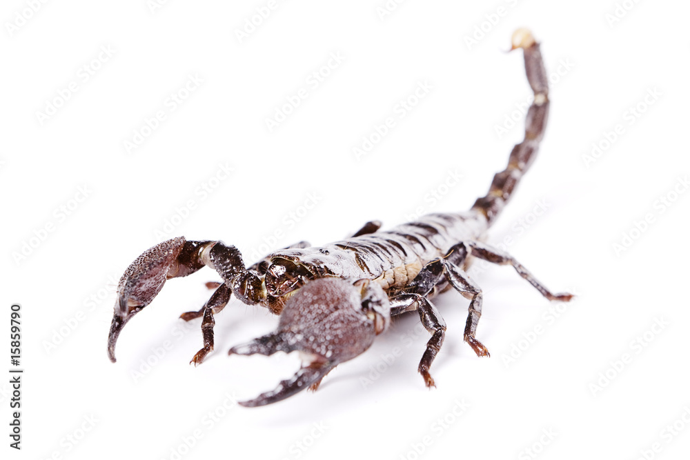Scorpion isolated on white background. Scorpion isolated on white background.
