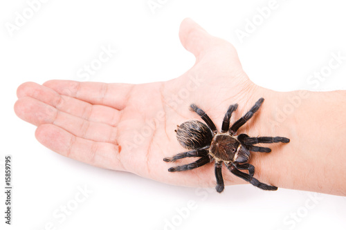 Spider on the hand isolated on white background.