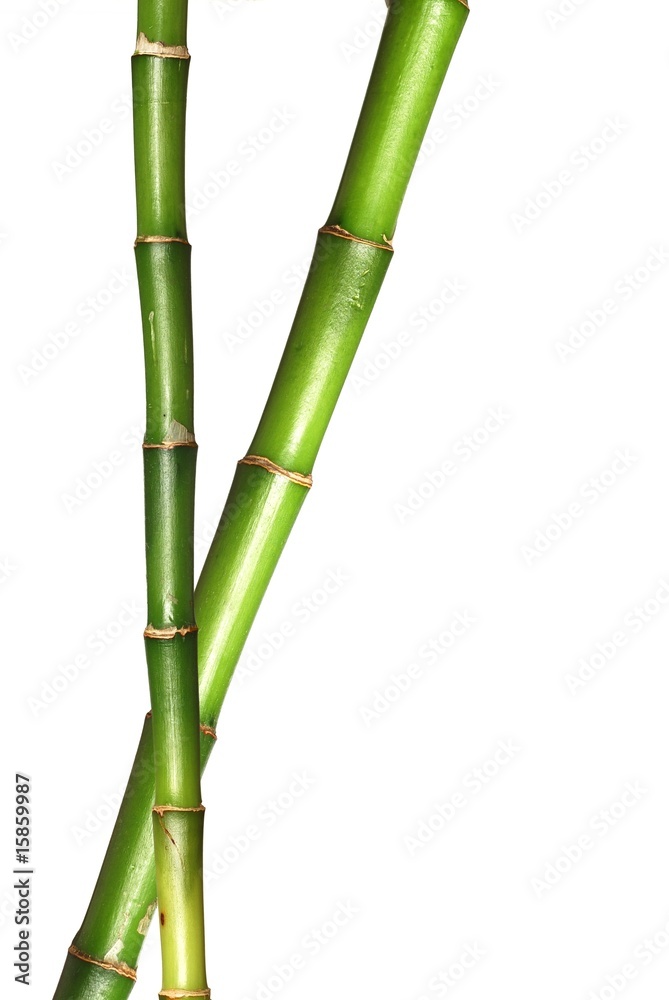Naklejka premium Lucky bamboo stems in isolated white background