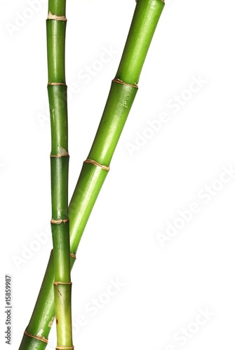 Lucky bamboo stems in isolated white background
