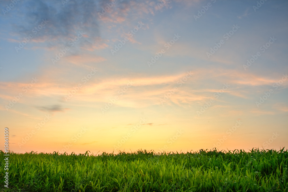 sunset above the grass