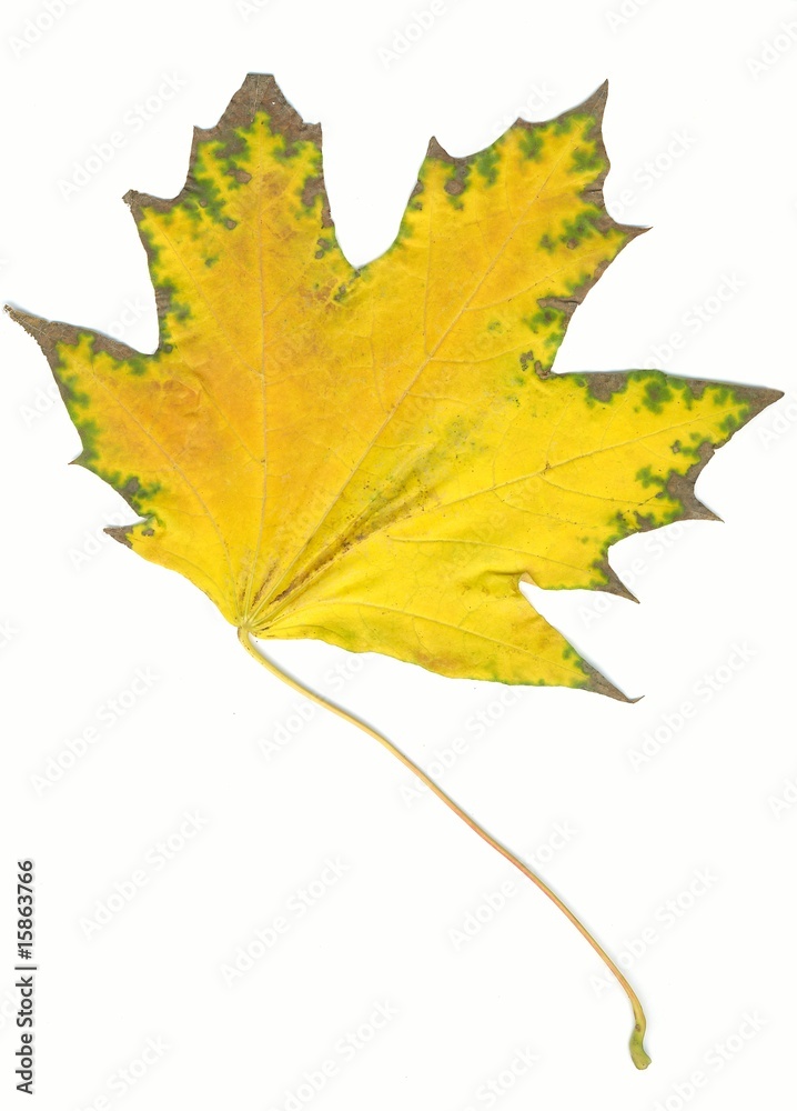 Obraz premium Autumn maple leaf