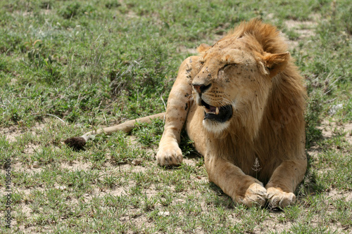 Lion - Serengeti Safari  Tanzania  Africa