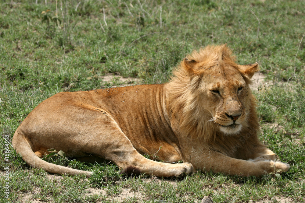 Male Lion - Serengeti Safari, Tanzania, Africa Male Lion - Serengeti Safari, Tanzania, Africa