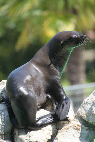 Arctocephalus pusillus - Cape Fur Seal, South African Fur Seal photo