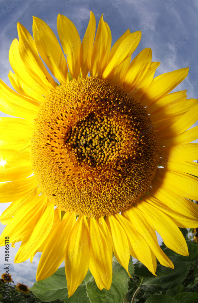 Naklejka premium Sonnenblume