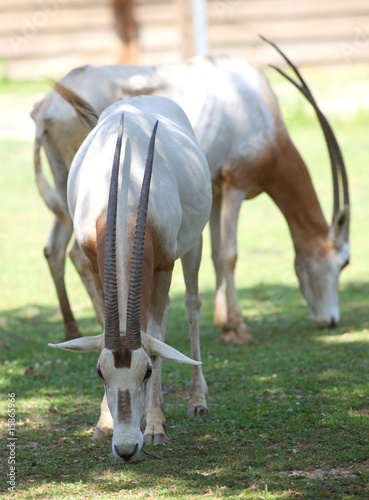 Oryx dammah - Scimitar-horned oryx