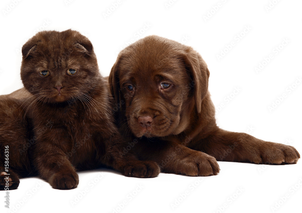 Obraz premium Kitten and puppy.