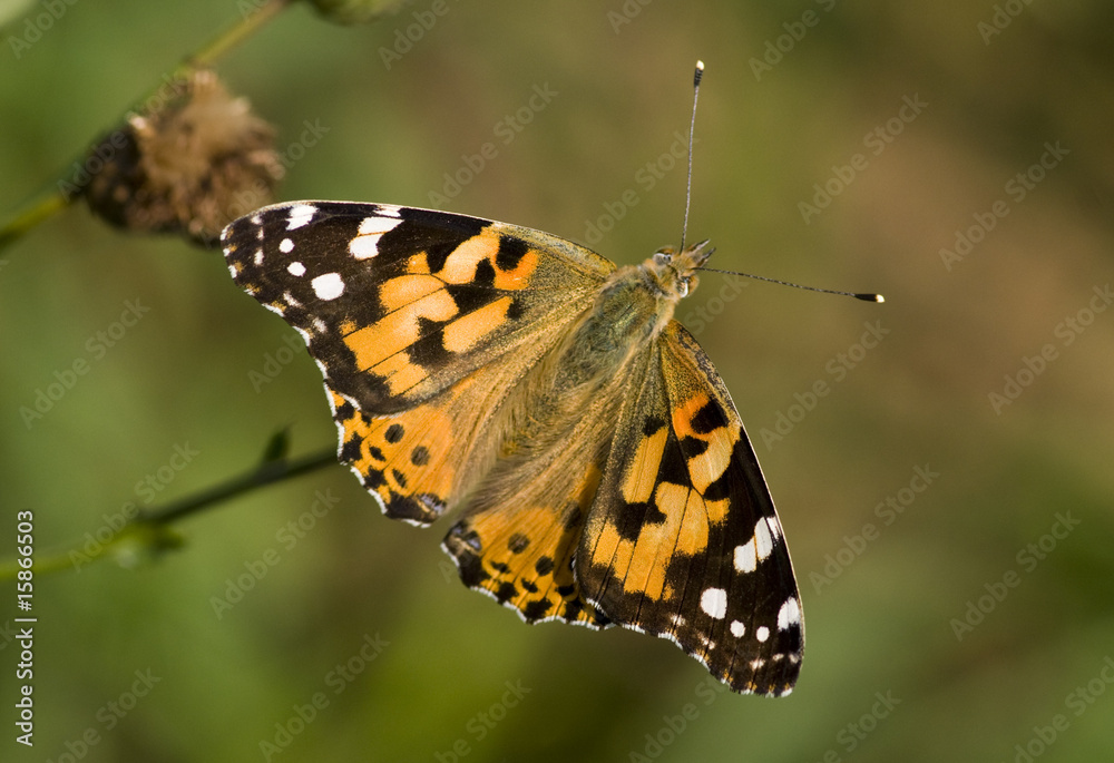 Obraz premium butterfly